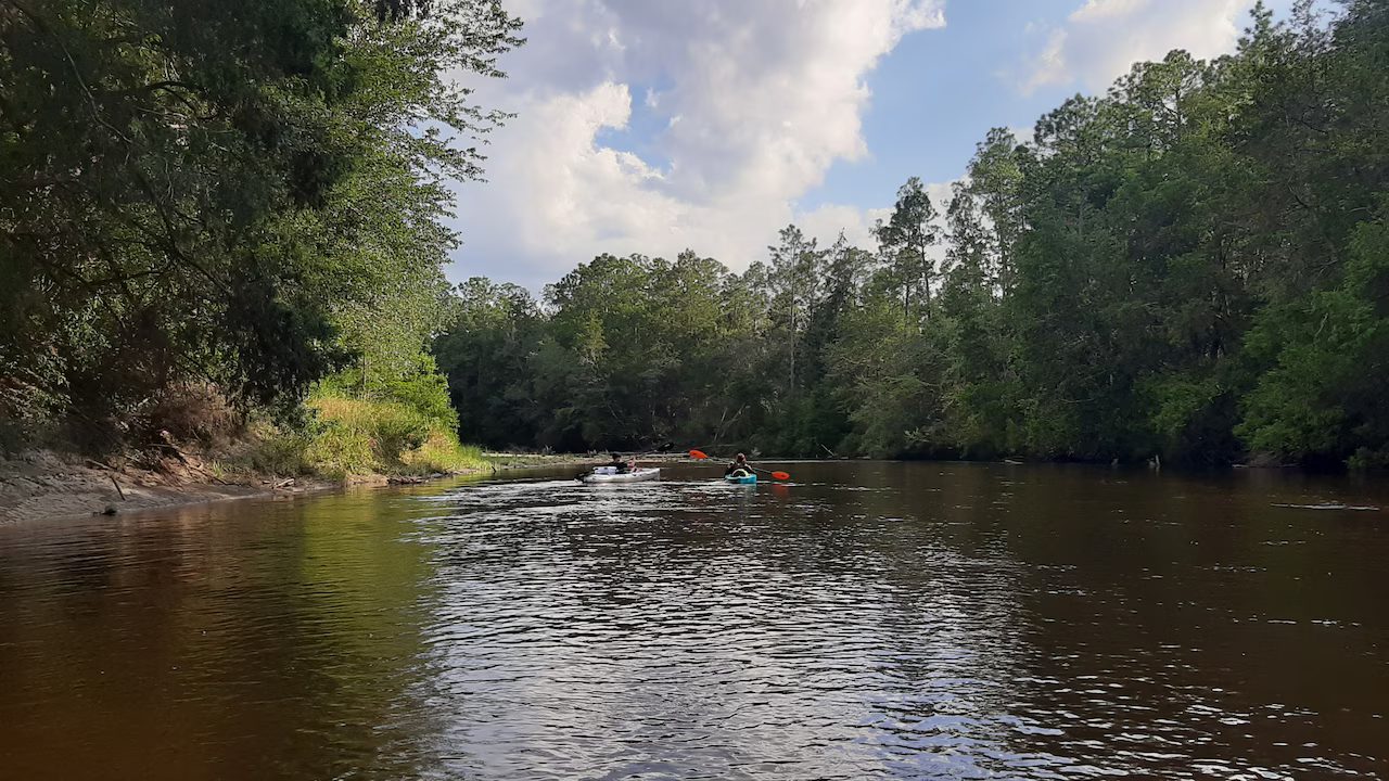 Two kayaks paddling down the tannin-dark Perdido River lined with tall pines