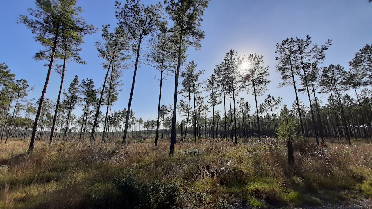 Tall longleaf pine flatwoods with morning sun filtering through the trees