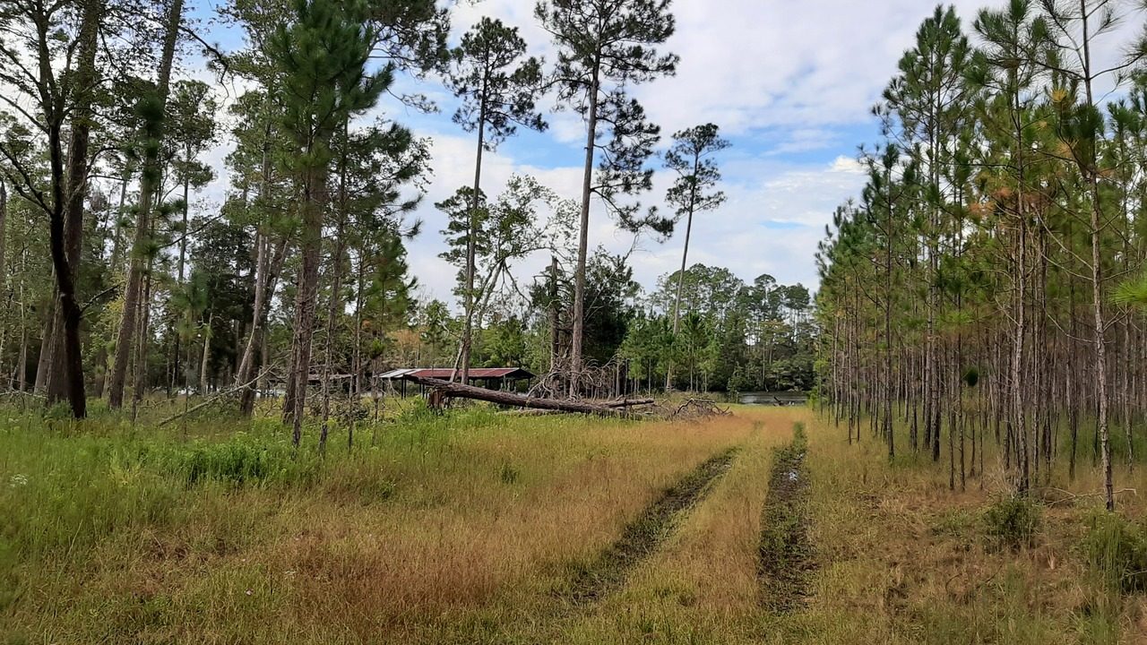 A grass two-track trail leading through pines toward a distant shelter roof by the water
